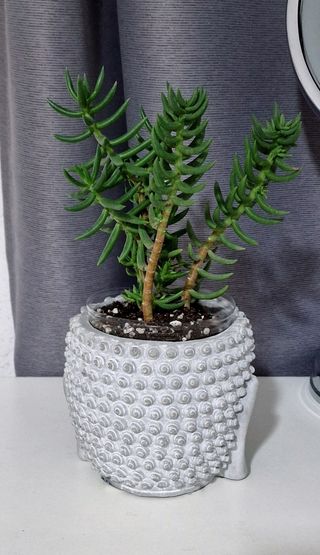 Maceta Buda con planta "Pino miniatura "