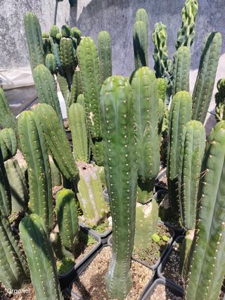 Cactos Trichocereu/pachanoi/ sierrra de  Ecuador