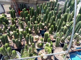 Cactos Trichocereu/pachanoi/ sierrra de  Ecuador