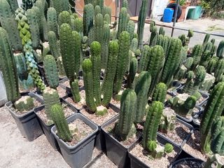Cactos Trichocereu/pachanoi/ sierrra de  Ecuador
