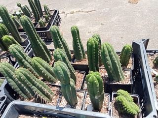 Cactos Trichocereu/pachanoi/ sierrra de  Ecuador