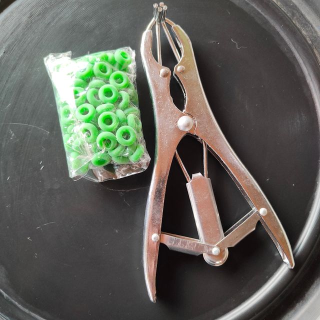 Alicate castración cola ovejas cerdo 100 anillas