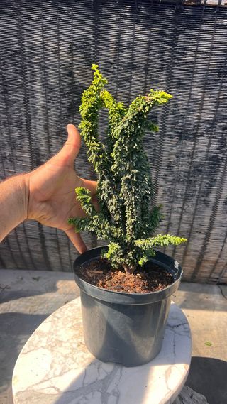 PRE BONSAI SEKKA HINOKI VARIEDAD CHIRIMEN 