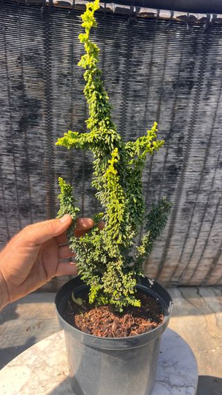 PRE BONSAI SEKKA HINOKI VARIEDAD CHIRIMEN