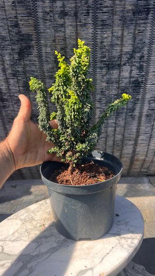 PRE BONSAI SEKKA HINOKI VARIEDAD CHIRIMEN