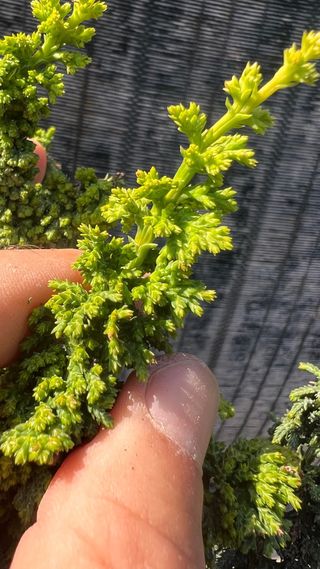 PRE BONSAI SEKKA HINOKI VARIEDAD CHIRIMEN