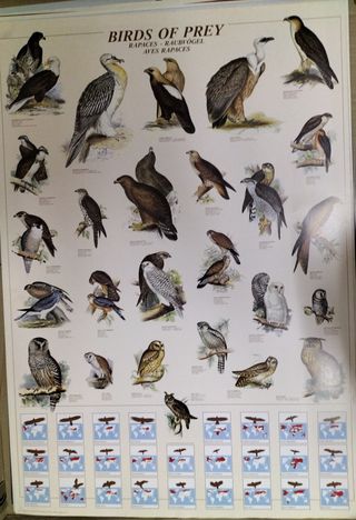 Quadro Uccelli Rapaci