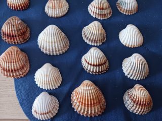 40 Conchiglie decorative