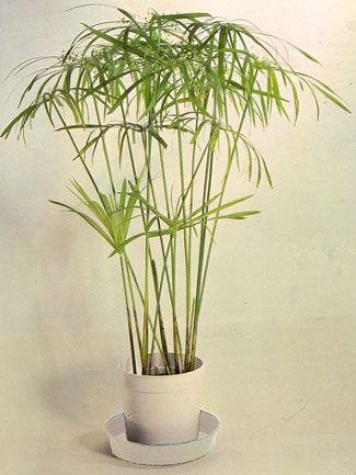 Planta Cyperus