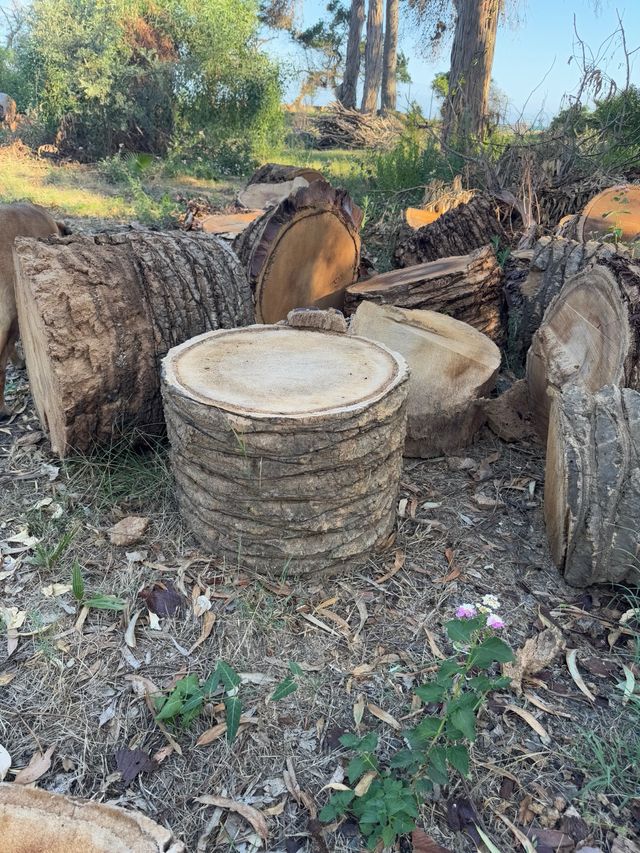 REGALO Trozos madera palmera.