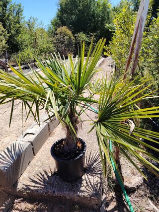 Palmera Trachycarpus Fortuney en maceta