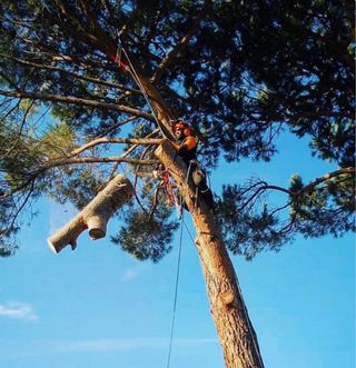 Poda y tala de árboles 