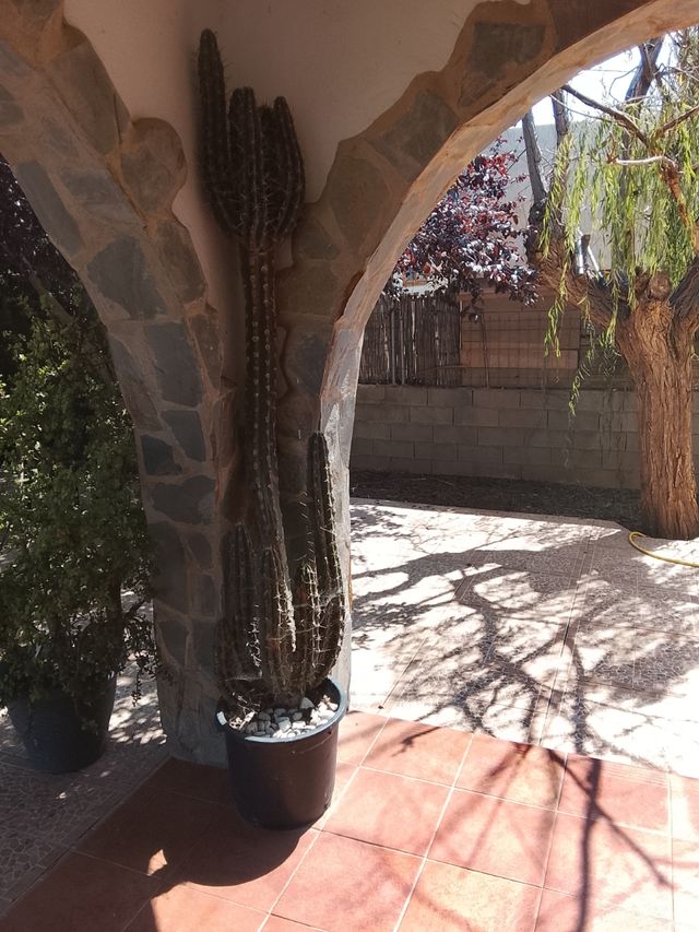 Cactus columnares grandes