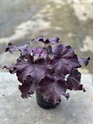 Heuchera morada - Planta