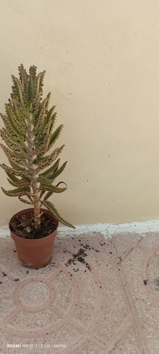 Kalanchoe Daigremontiana: Suculenta