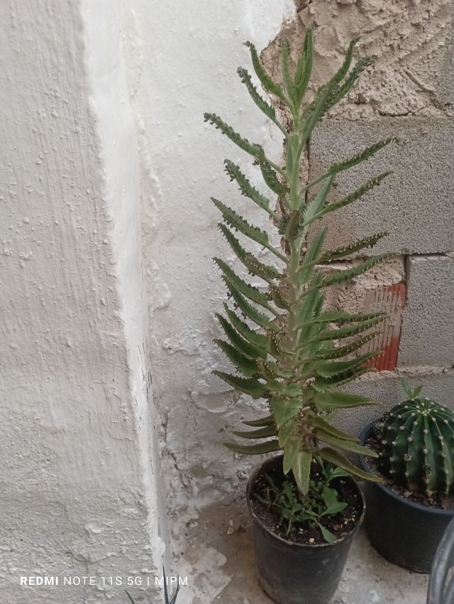 Kalanchoe Daigremontiana: Suculenta