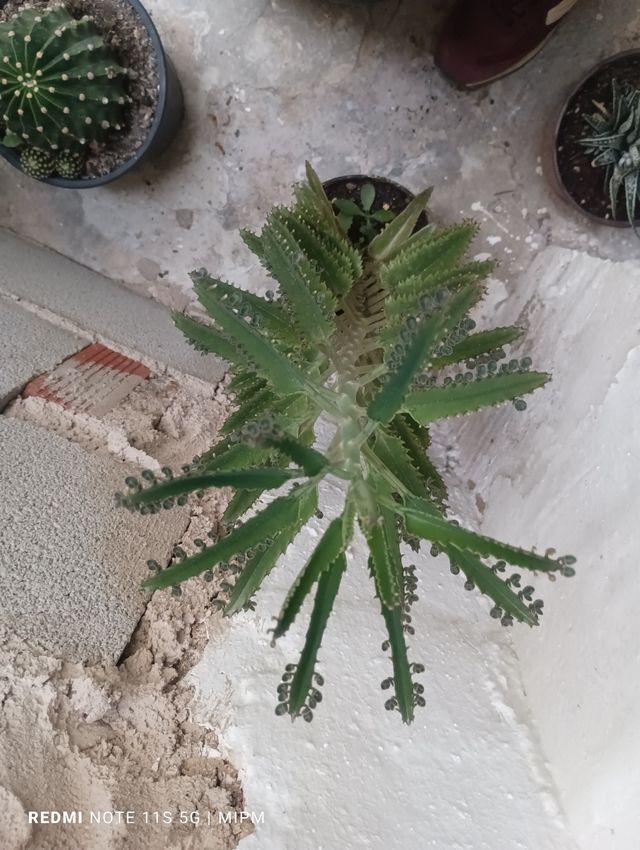 Kalanchoe Daigremontiana: Suculenta