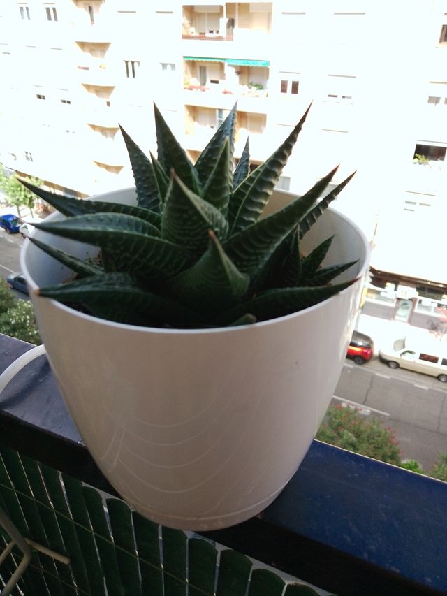 Planta suculenta Haworthia