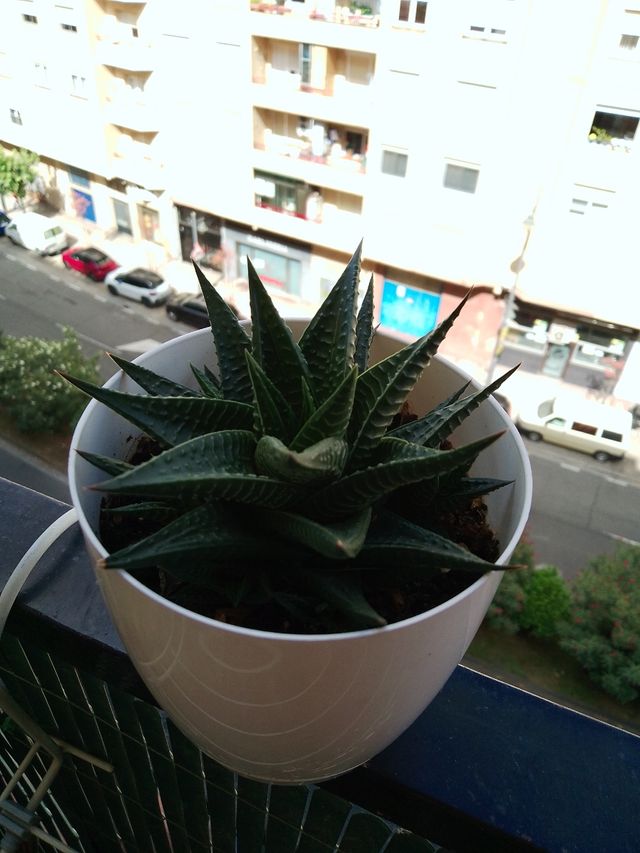 Planta suculenta Haworthia