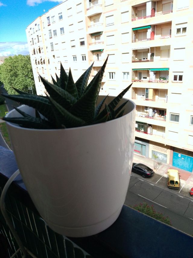 Planta suculenta Haworthia