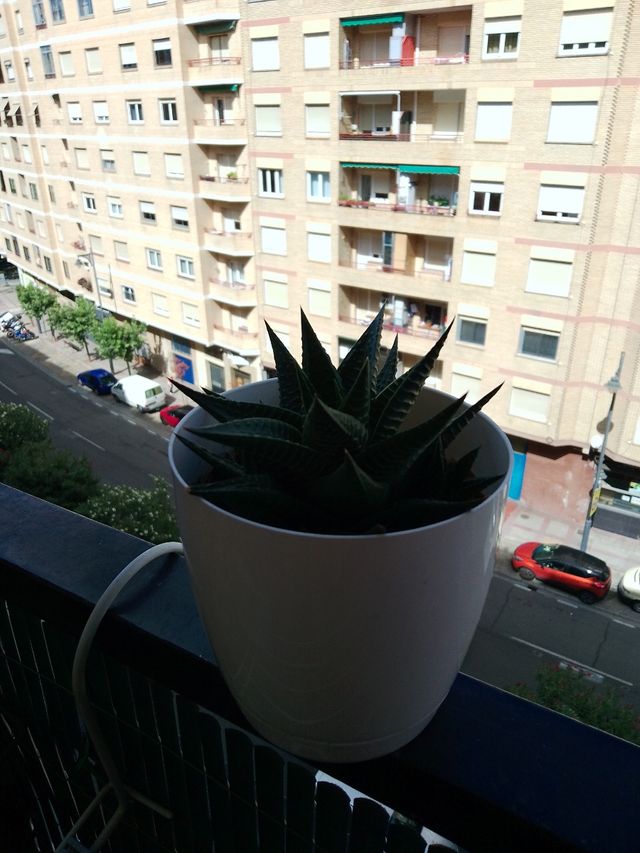 Planta suculenta Haworthia