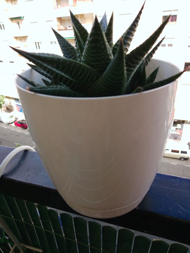 Planta suculenta Haworthia
