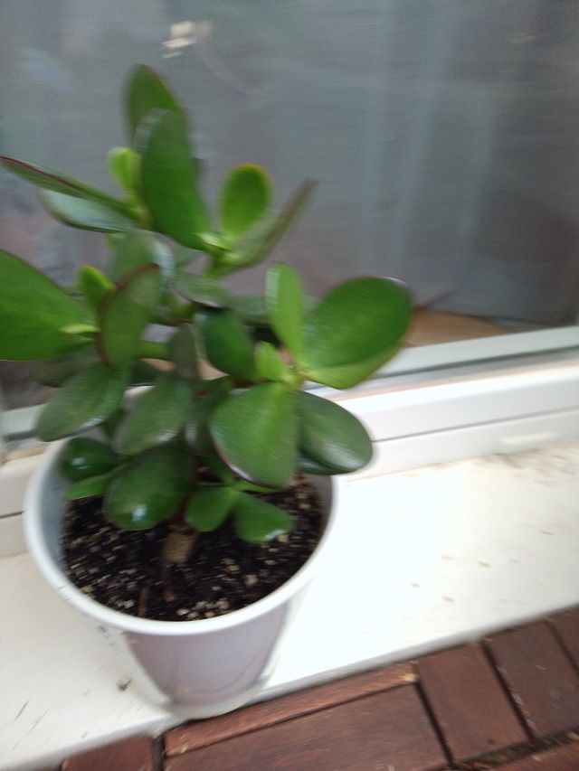 Planta Jade