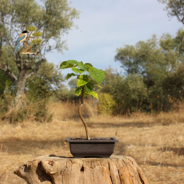 Bonsai Catalpa bignonioides - prebonsái 