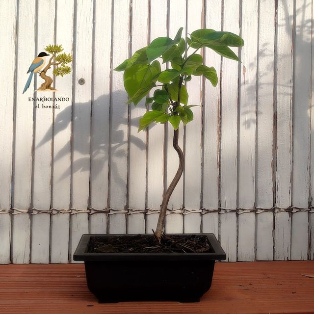 Bonsai Catalpa bignonioides - prebonsái 