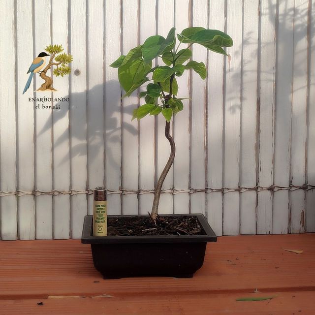 Bonsai Catalpa bignonioides - prebonsái 