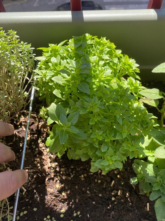 Planta Albahaca - 1 tallo