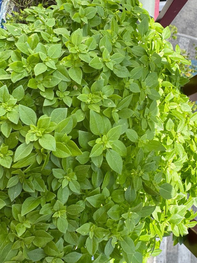 Planta Albahaca - 1 tallo