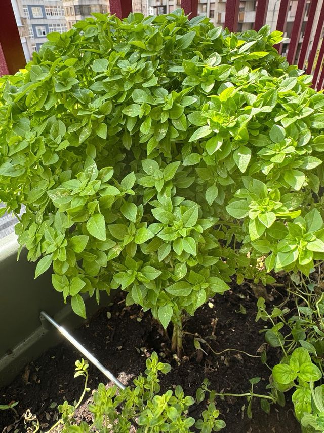 Planta Albahaca - 1 tallo