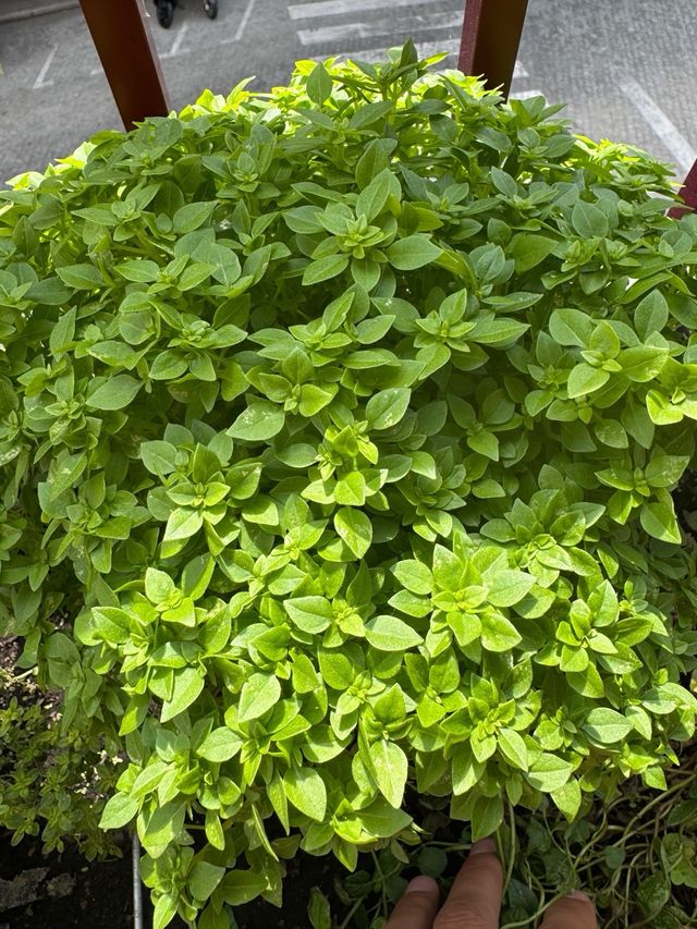 Planta Albahaca - 1 tallo