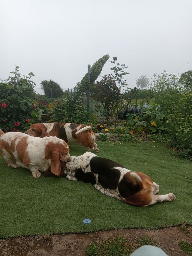 CUIDADORA DE ANIMALES