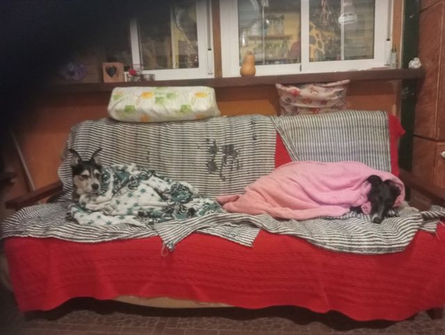 CUIDADORA DE ANIMALES