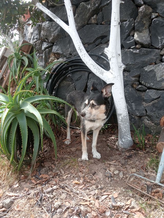 CUIDADORA DE ANIMALES