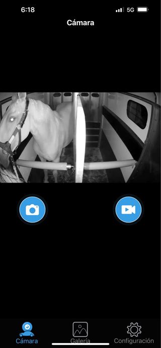 trabsporte de caballos 