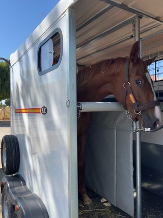 Transporte de caballos
