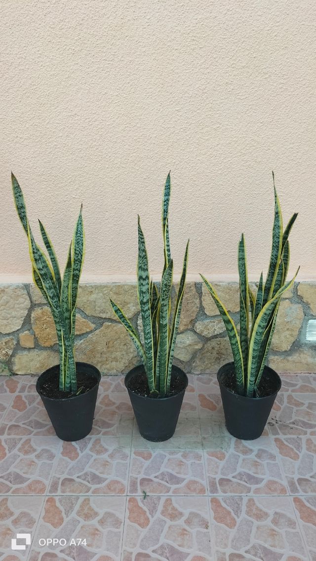 10 Sansevierias-lengua de suegra
13 € unidad.110cm