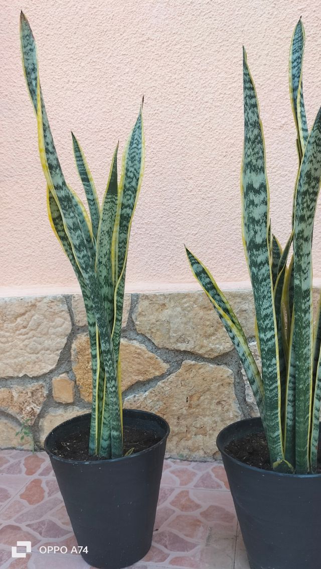 10 Sansevierias-lengua de suegra
13 € unidad.110cm