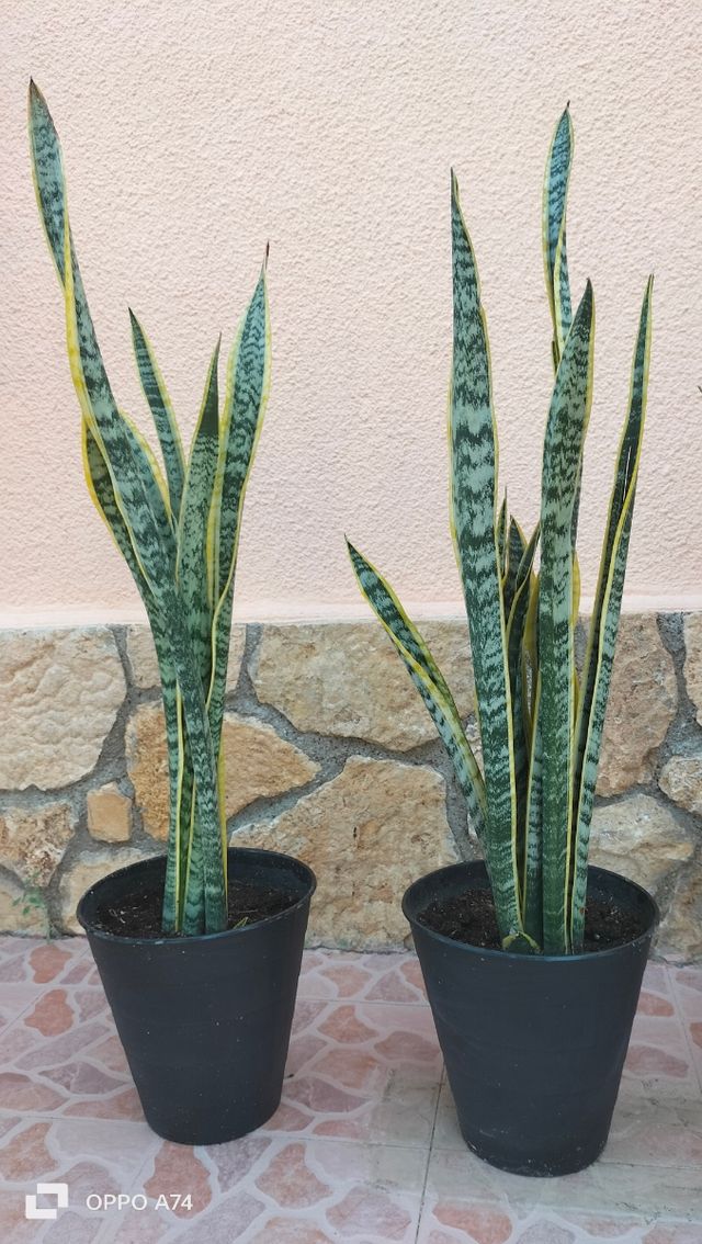 10 Sansevierias-lengua de suegra
13 € unidad.110cm