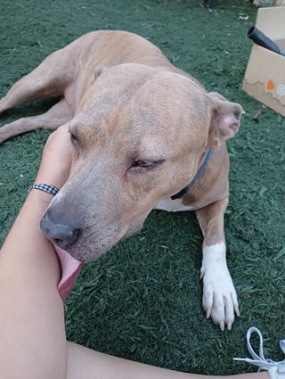 Cuido de tus animalitos mientras no estás!