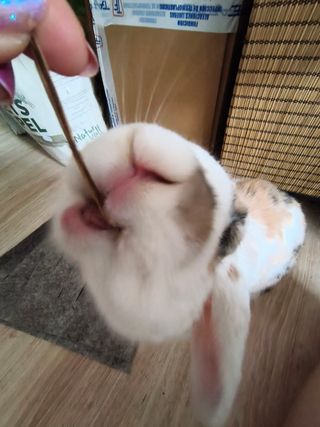 Cuido de tus animalitos mientras no estás!