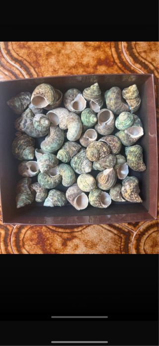 caracol de mar