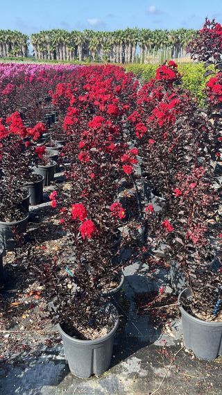 Lagerstroemia indica rossa