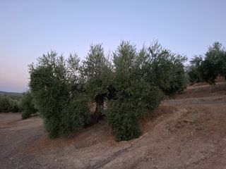 140 Olivos - Cosecha Incluida