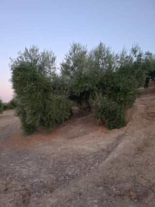 140 Olivos - Cosecha Incluida