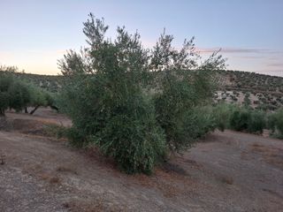 140 Olivos - Cosecha Incluida