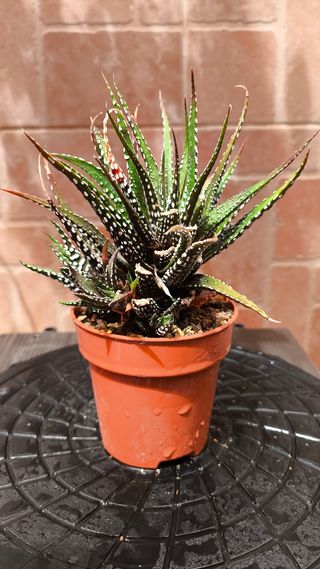 1 Haworthiopsis fasciata - Planta cebra